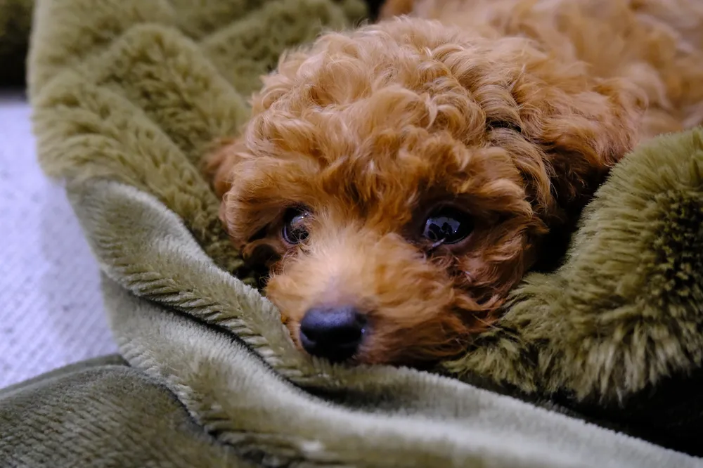 A curly-coated puppy tucked into a soft green blanket