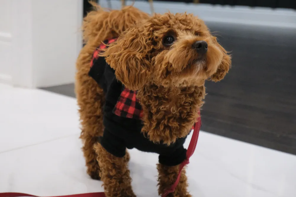 A small curly-coated dog in a black and red outfit