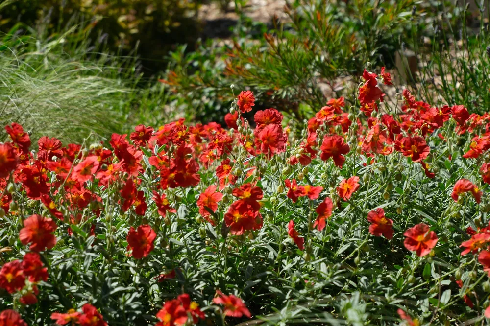 Bright red flowers growing in a sunlit garden