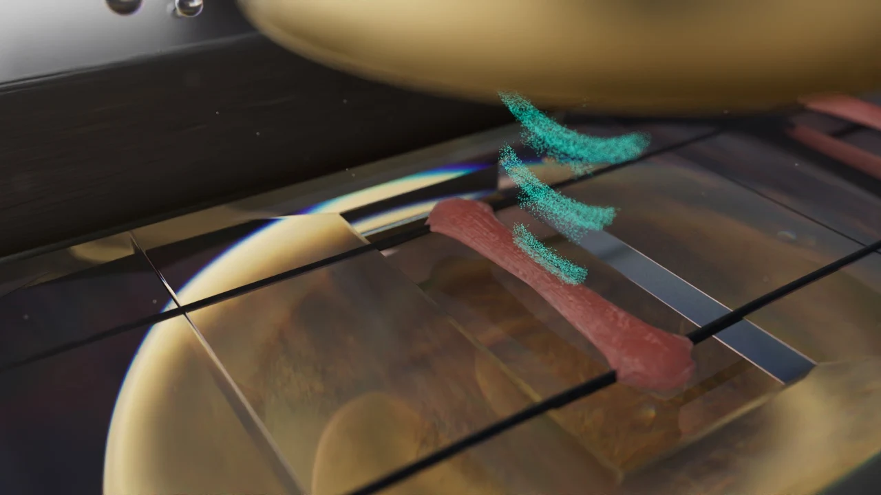 A transducer above a red cardiac tissue strip in a transparent chamber